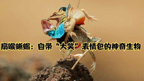 蜥蜴坐姿表情包